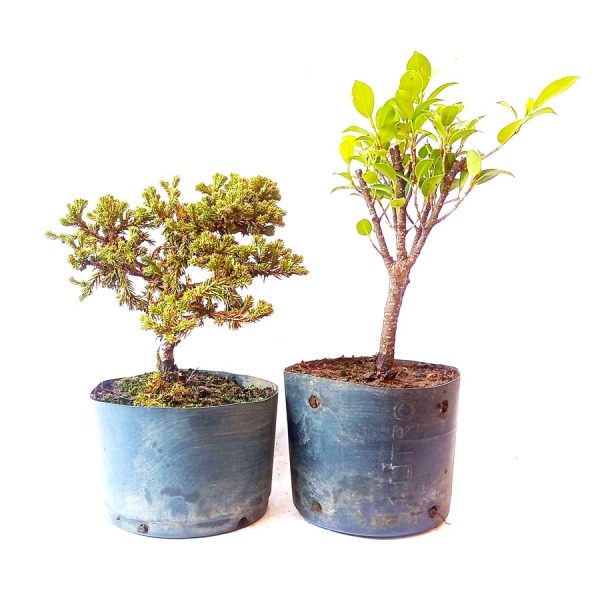 Kit de pré bonsai - Procumbens + Fícus tiger bark