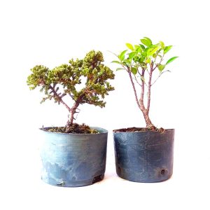 Kit de pré bonsai - Procumbens + Fícus tiger bark