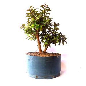 Pré bonsai de Mini goiaba