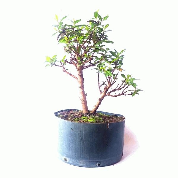 Pré bonsai de mini goiaba