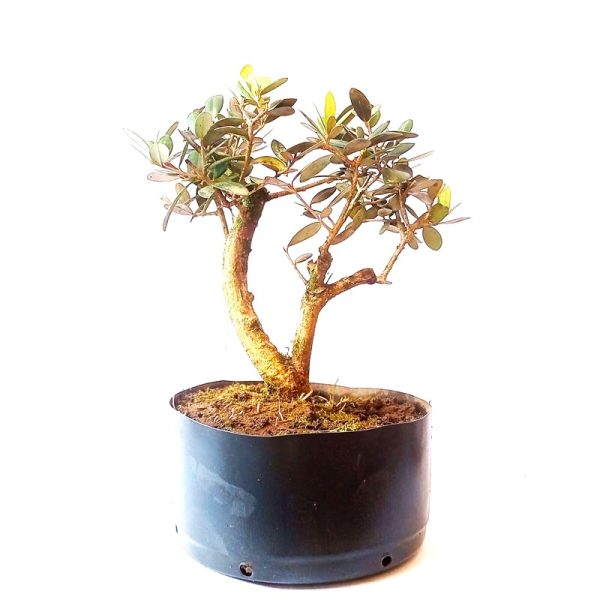 Pré Bonsai de Oliveira