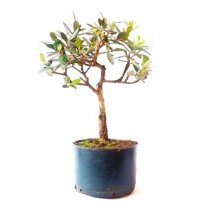 Pré Bonsai de Oliveira