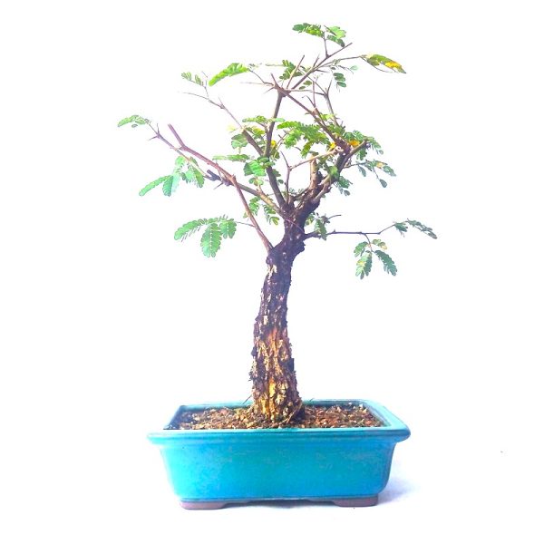 Bonsai de Pithecolobium (var. dumosum)