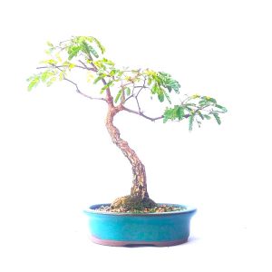 Bonsai de Pithecolobium (var. dumosum)