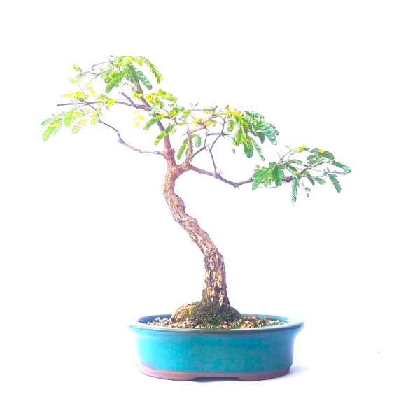 Bonsai de Pithecolobium (var. dumosum)