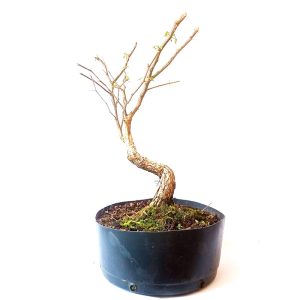 Pré Bonsai de Pithecolobium (var. Dumosum)