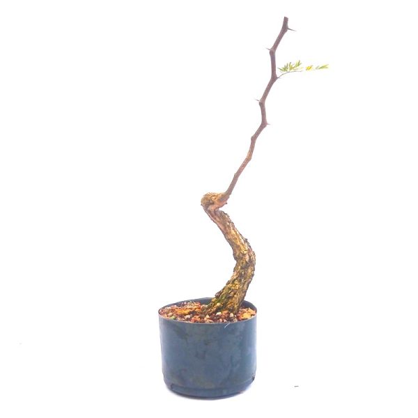 Pré Bonsai de Pithecolobium (var. Dumosum)