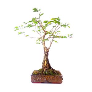 Bonsai de Pithecolobium var. dumosum