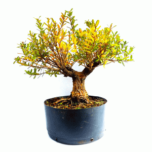 Pré Bonsai de Buxus Harlandii