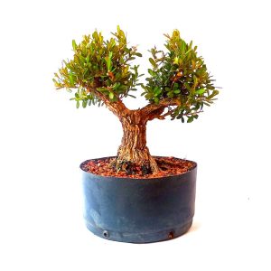 Pré Bonsai de Buxus Harlandii