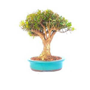 Bonsai de Buxus Harlandii