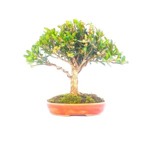 Bonsai de Buxus Harlandii