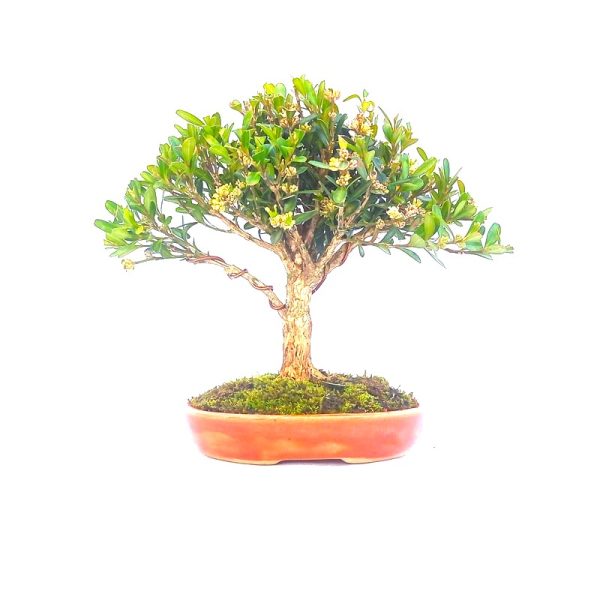 Bonsai de Buxus Harlandii