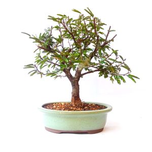 Bonsai de Caliandra Rosa