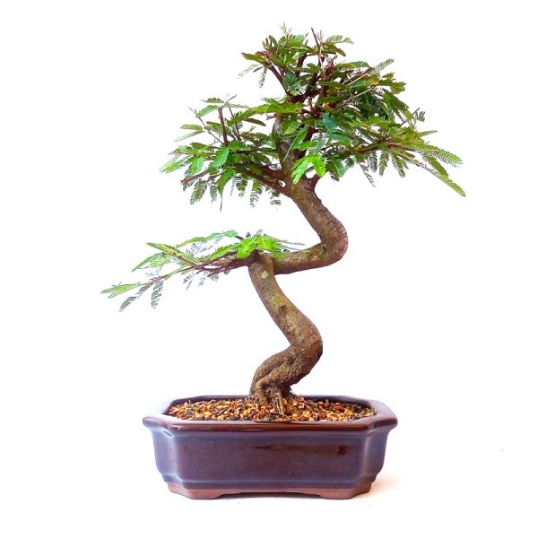 Bonsai de Caliandra Rosa