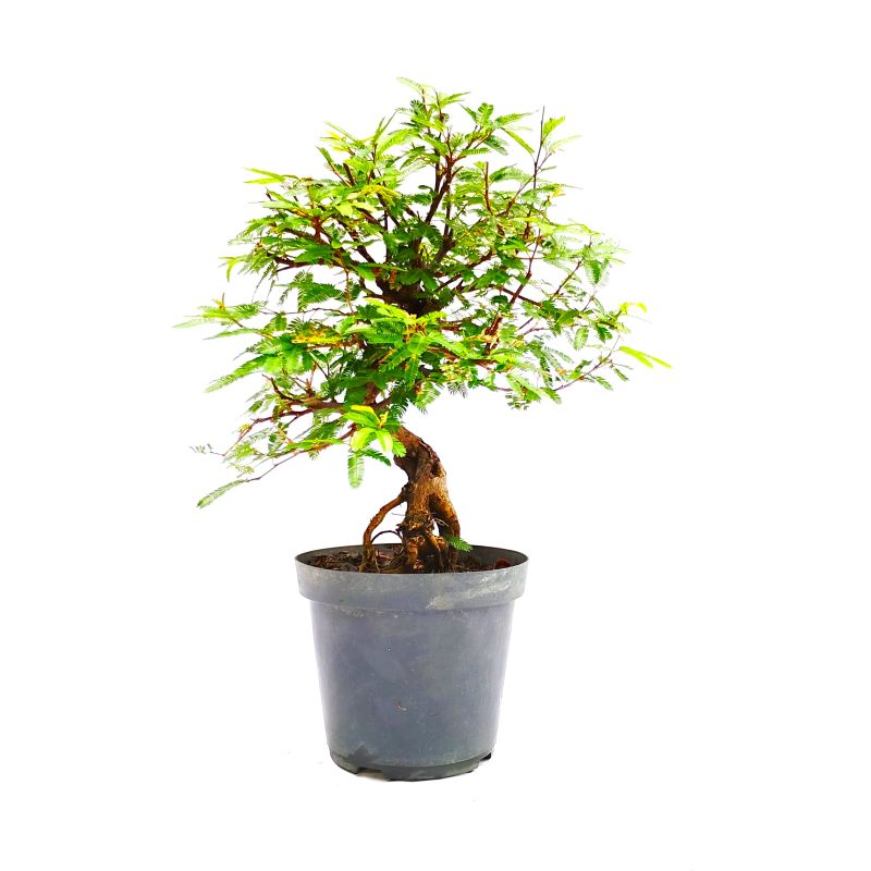 Pré Bonsai de Caliandra Rosa 6 anos - Imagem 2