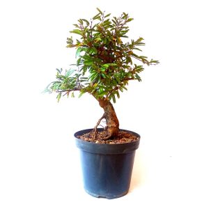 Pré Bonsai de Caliandra Rosa