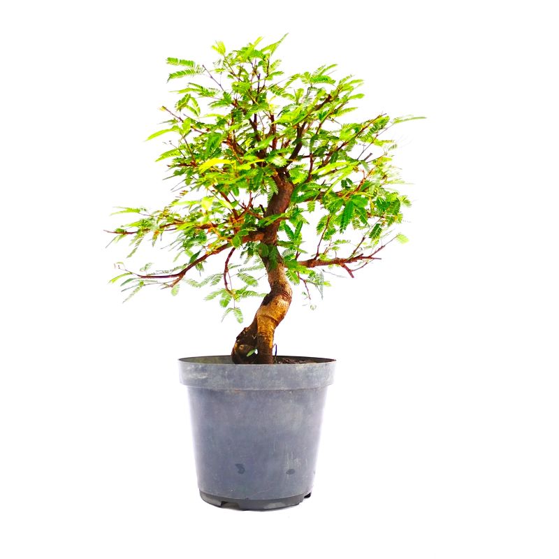 Pré Bonsai de Caliandra Rosa 6 anos - Imagem 3