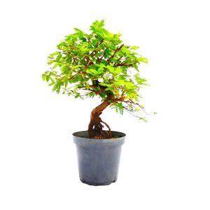 Pré Bonsai de Caliandra Rosa