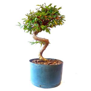 Pré Bonsai de Caliandra Rosa