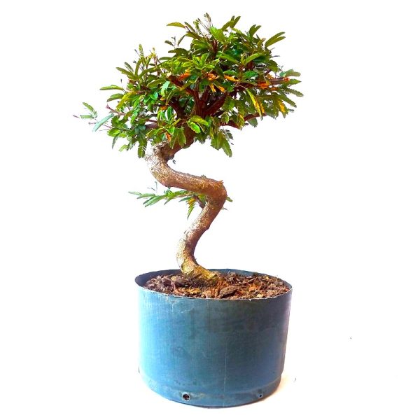 Pré Bonsai de Caliandra Rosa