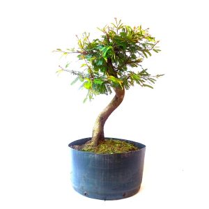 Pré Bonsai de Caliandra Rosa