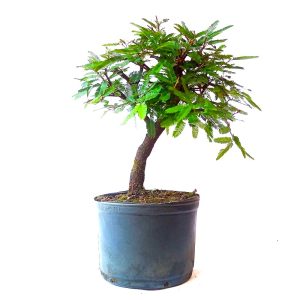 Pré Bonsai de Caliandra Rosa