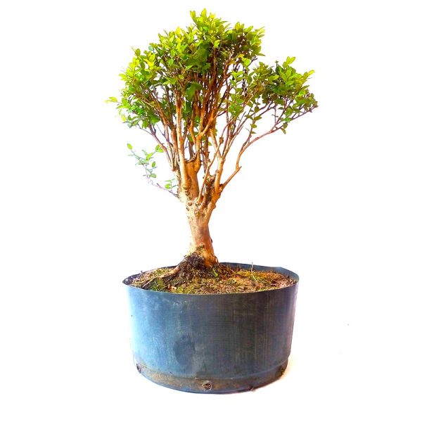 Pré Bonsai de Cambuí