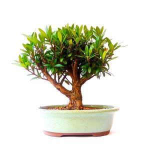 Bonsai de Cereja Anã