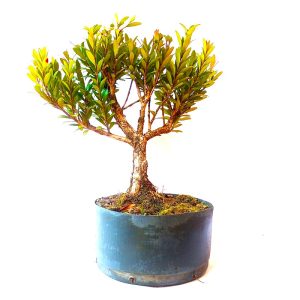 Pré Bonsai de Cereja Anã