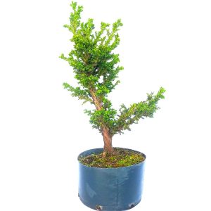 Pré Bonsai de Criptoméria Japônica