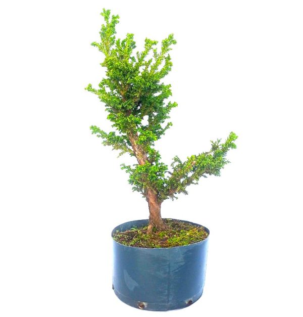 Pré Bonsai de Criptoméria Japônica