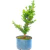 Pré Bonsai de Criptoméria Japônica 5 anos - Image 4