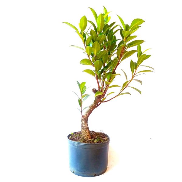 Pré Bonsai de Fícus Tiger Bark