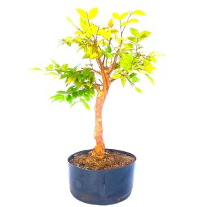 Pré Bonsai de Jabuticaba Híbrida