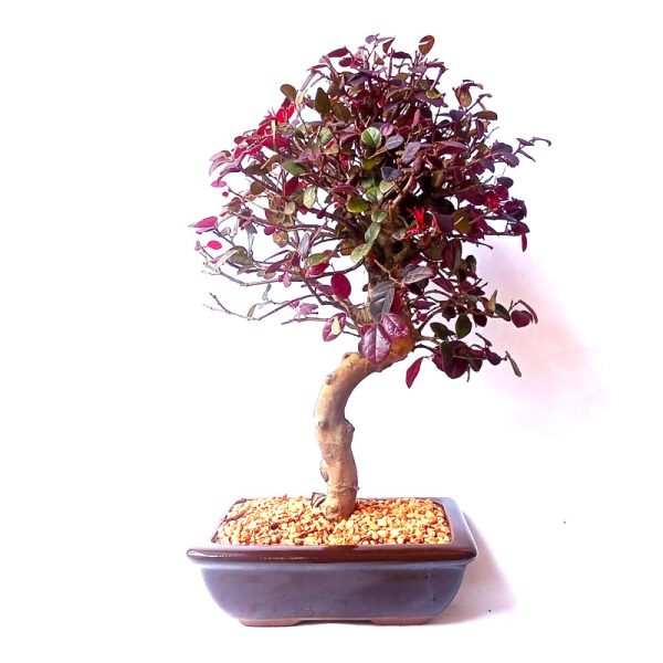 Bonsai de Loropetalum Rubrum