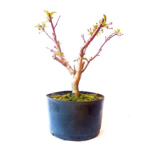 Pré Bonsai de Maça Anã