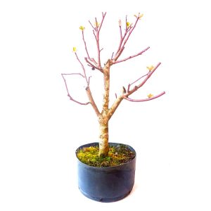 Pré Bonsai de Maça Anã