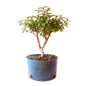 Pré Bonsai de Mini Goiaba