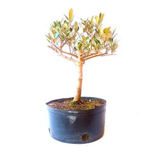 Pré Bonsai de Oliveira