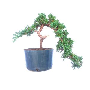 Pré Bonsai de Junípero Procumbens