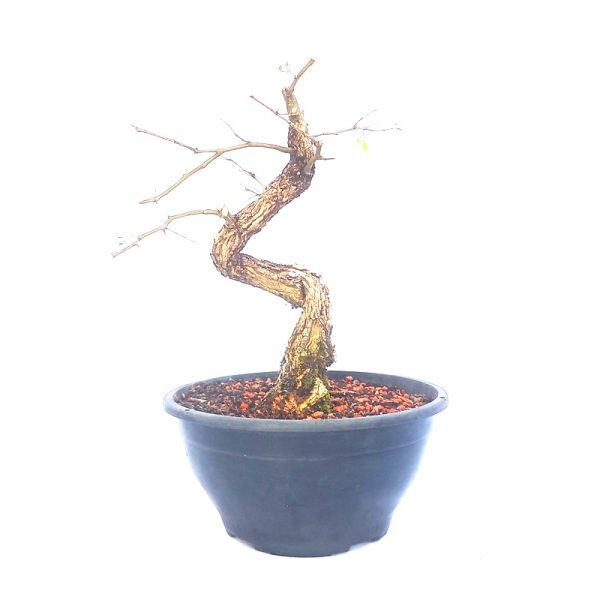 Pré Bonsai de Pithecolobium (var. Dumosum)