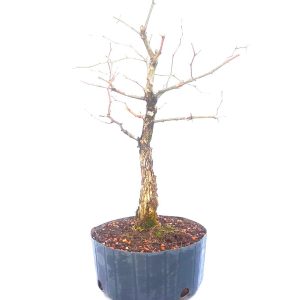 Pré Bonsai de Pithecolobium (var. Dumosum)