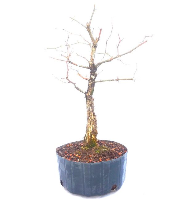 Pré Bonsai de Pithecolobium (var. Dumosum)