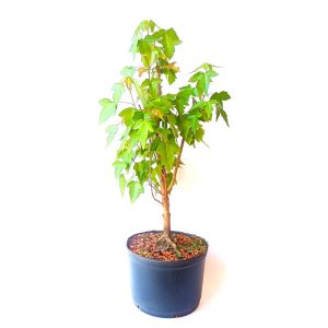 Pré Bonsai de Acer Tridente