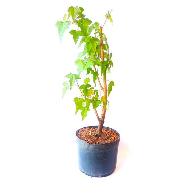 Pré Bonsai de Acer Tridente