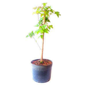 Pré Bonsai de Acer Tridente