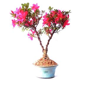 Bonsai de Azaleia Satsuki cor rosa