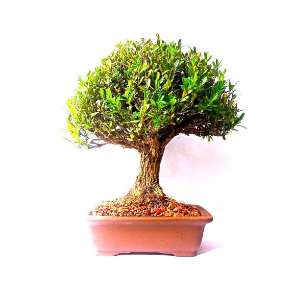 Bonsai de Buxus Harlandii