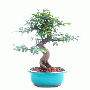 Bonsai de Caliandra Rosa